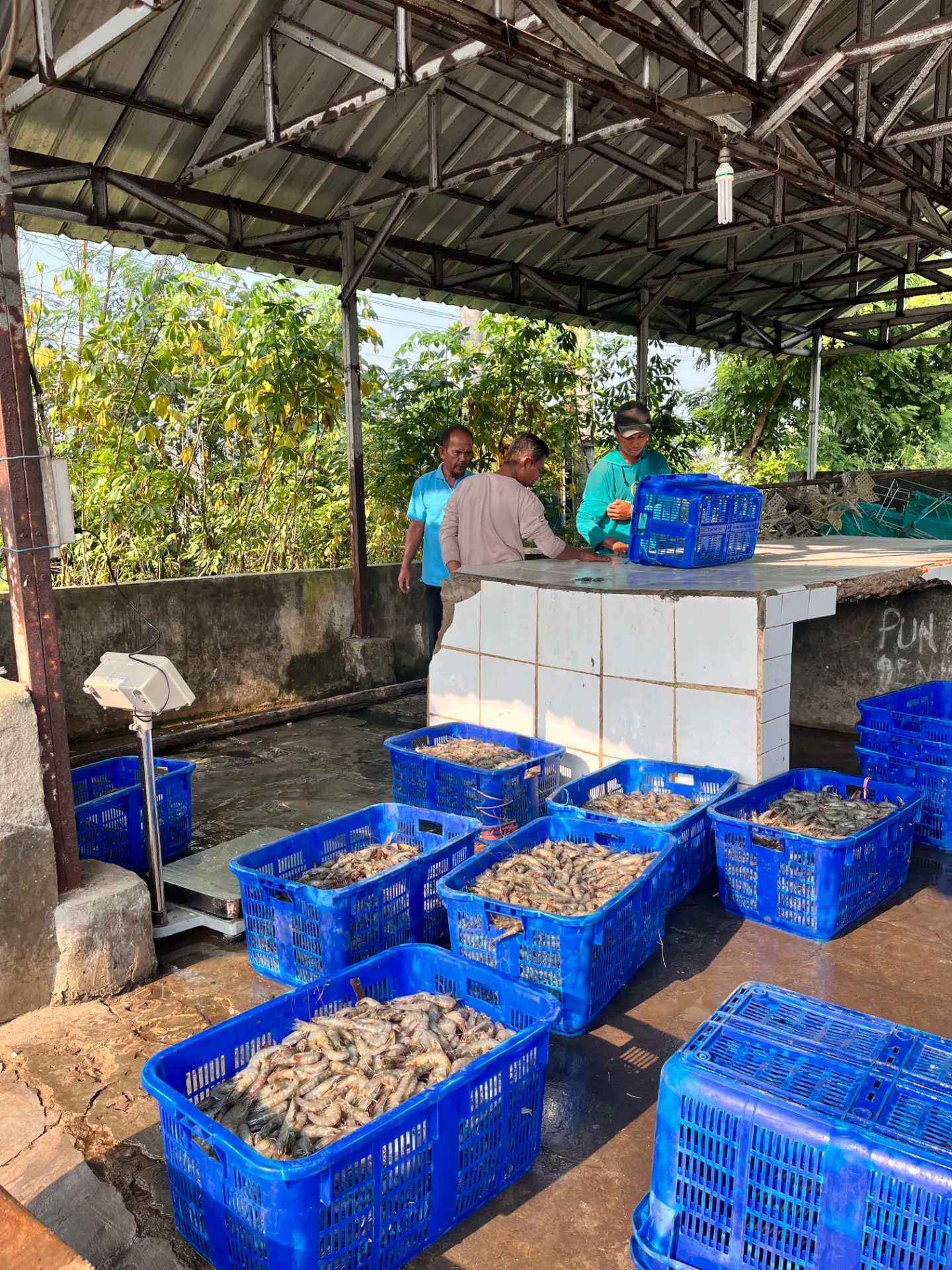 Hasil panen vannamei ukuran 70/80