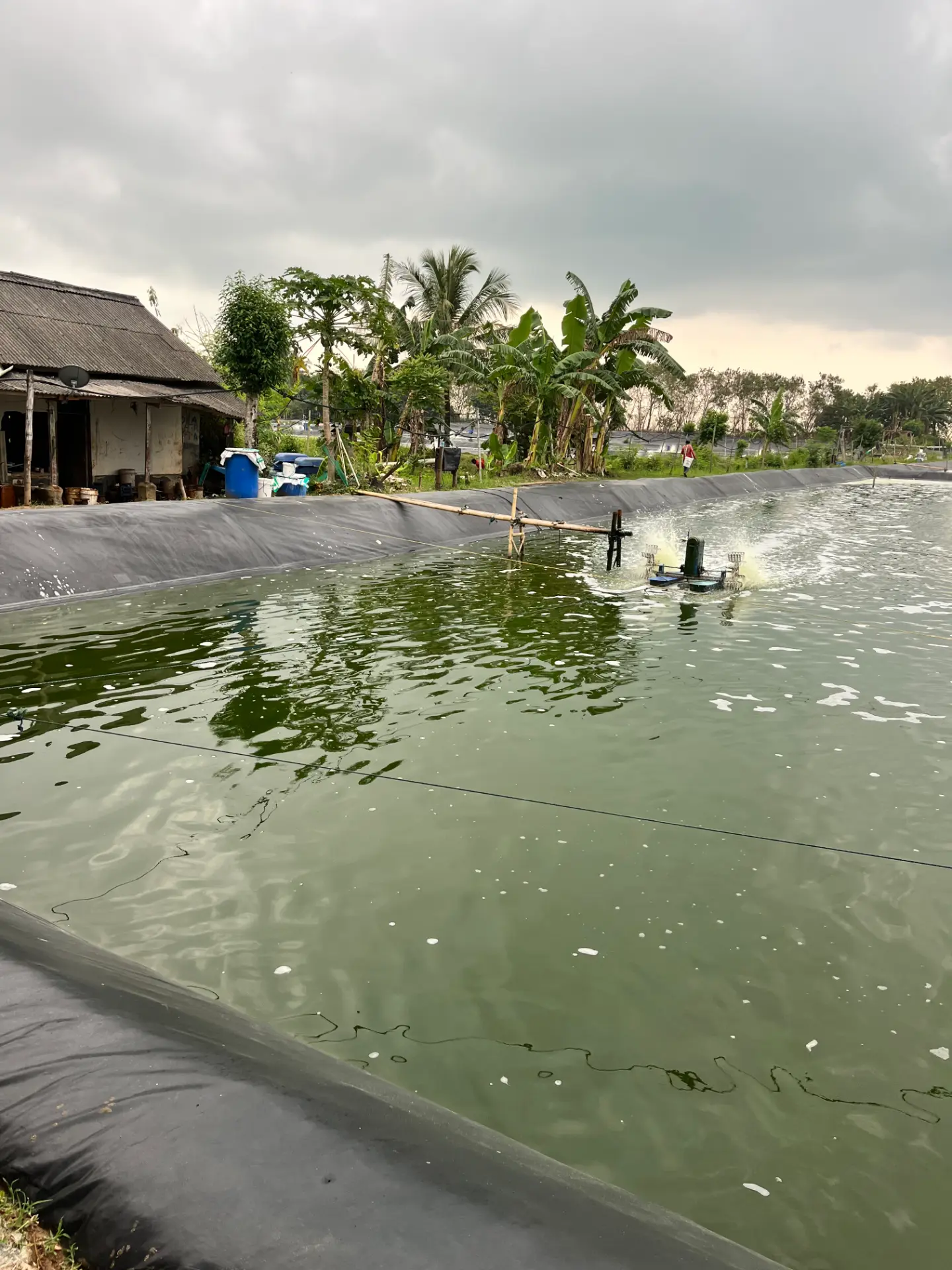 Panimbang Sector shrimp ponds